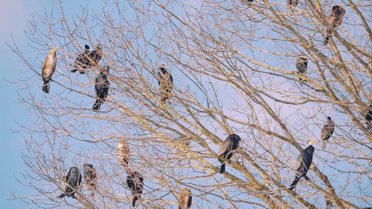 colonia de gran cormorán en un árbol sin hojas, veluwe, países bajos, zoom out