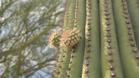 two new arms growing on the spiky saguaro cactus in tucson, arizona, usa