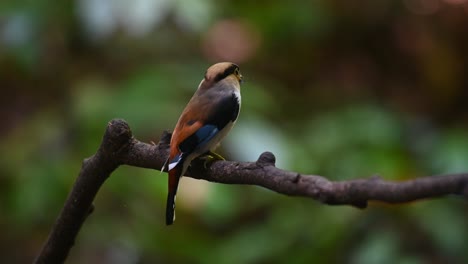 Sitting-on-small-branch,-while-an-insect-is-swirling-around-it,-Silver-breasted-broadbill-Serilophus-lunatus