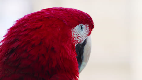 Hermoso-Guacamayo-De-Alas-Verdes,-Guacamayo-Escarlata.-Primer-Plano-De-La-Cabeza