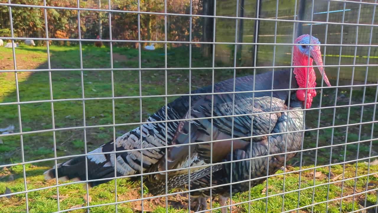 Large Turkey Bird on Farm Wandering Around Pen in Sunlight. Animal Bred for Meat, Food. Traditional Dinner for Thanksgiving, Christmas Family Holidays 4K