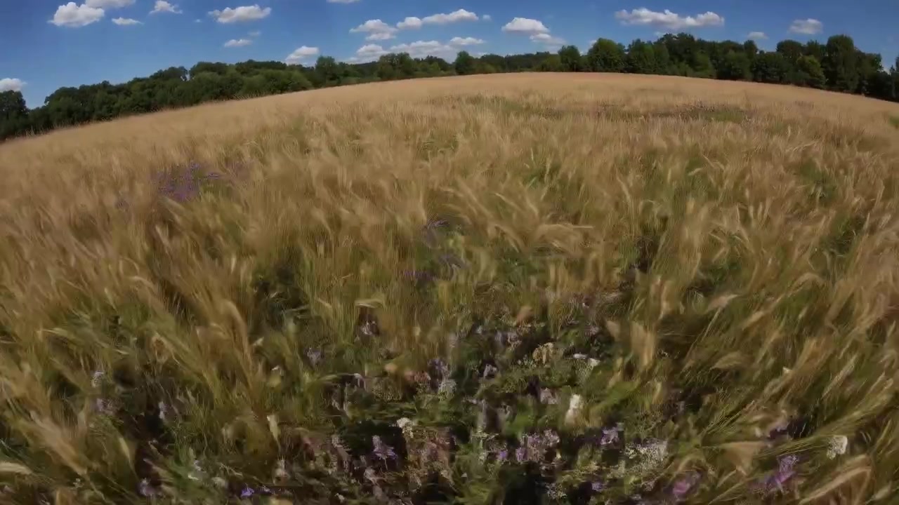 Campo Dorato d'Erba che Ondeggia al Vento in una Giornata di Sole