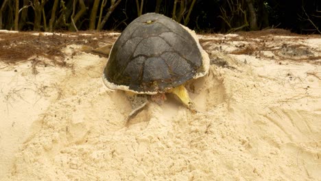 tortuga carey escalando una colina para llegar a la playa y poner huevos