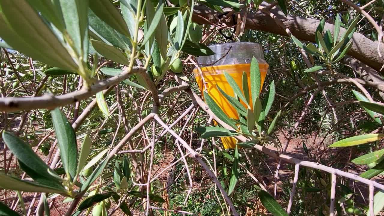 Uliveto. Trappole per i parassiti dell'olivo. Tecniche agricole. Piantagione di giovani ulivi. Trappole per la mosca dell'olivo. Andalusia, Spagna.