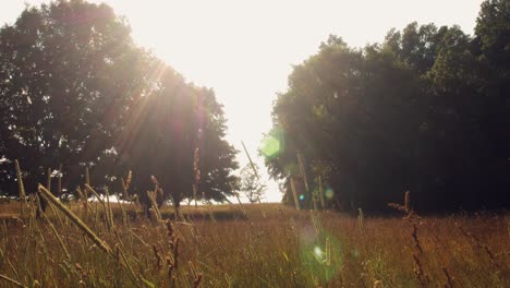 nature meadow sun flare wide shot