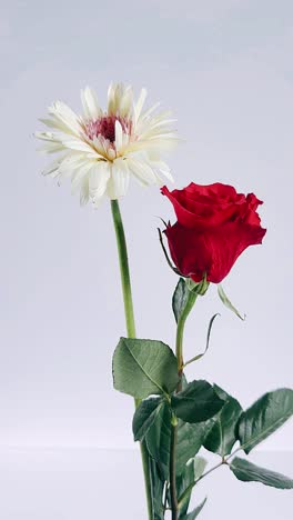 red rose and white gerbera