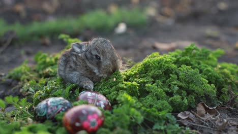 baby bunny and easter eggs in greenery