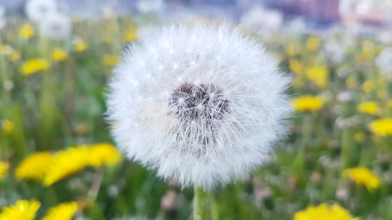 Taraxacum Dandelion Seedhead Flower Plant in Spring Field Macro Close Up