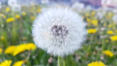 taraxacum dandelion seedhead flower plant in spring field macro close up