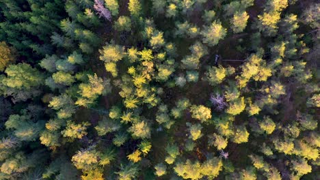 árboles-De-Otoño-Filmados-Desde-Arriba-1