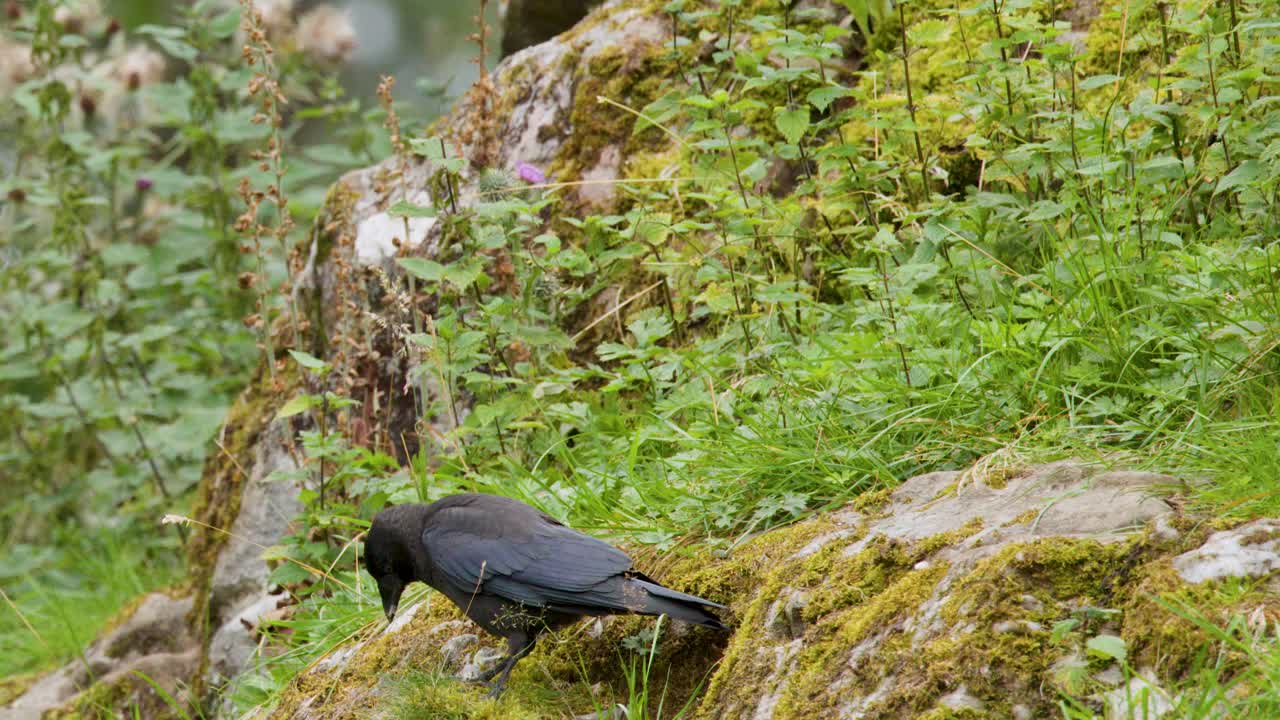 Black crow searches for food on moss-covered rocks in lush, natural daylight setting