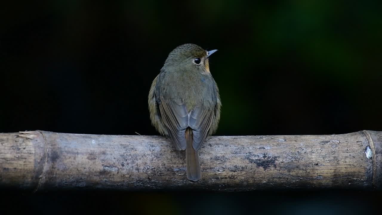 papamoscas azul de la colina posado en un bambú, cyornis whitei
