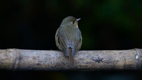 Hill-Blue-Flycatcher-Perched-on-a-Bamboo,-Cyornis-whitei