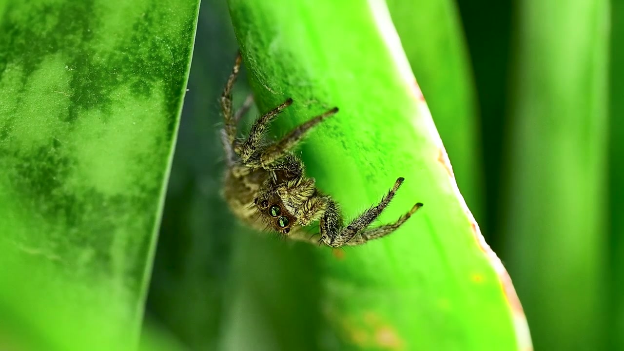 High-definition imagery highlights the spider's characteristic striped carapace and large, intelligent eyes under diffused natural light.