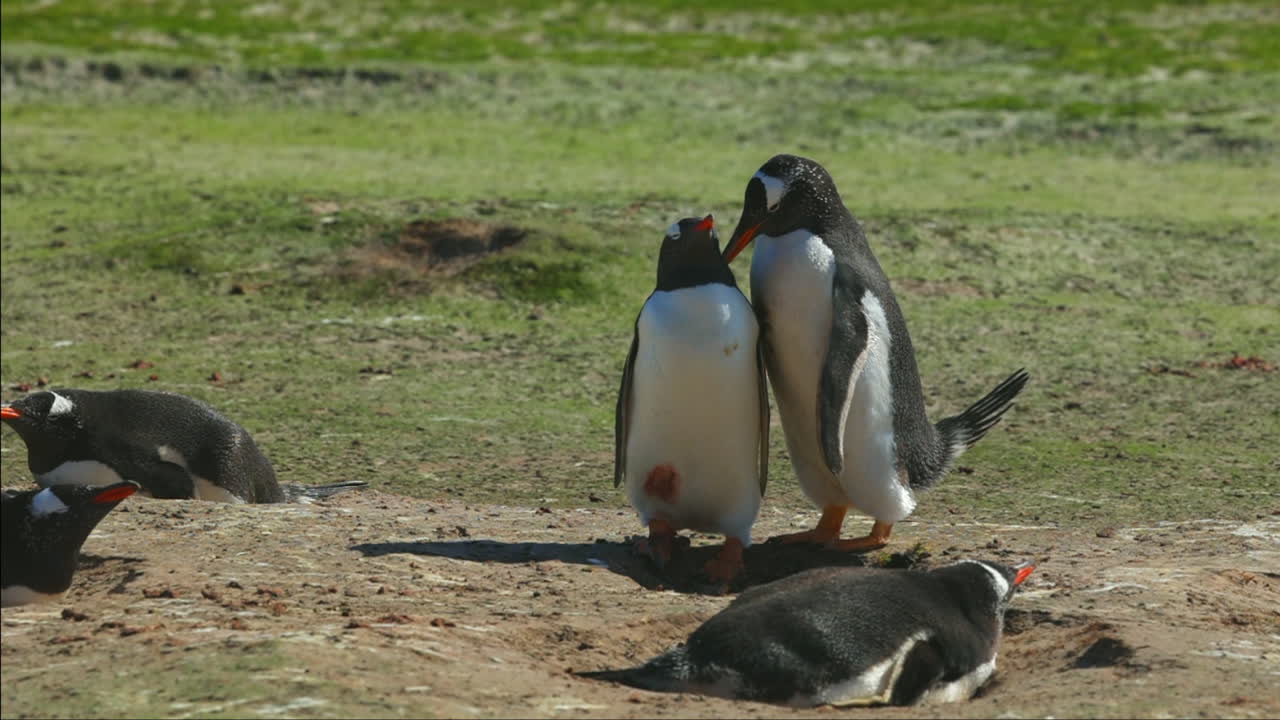 pingüinos papúa cortejando y acurrucándose en una ladera cubierta de hierba en las islas malvinas