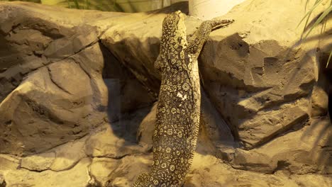 monitor lizard trying to climb a rock