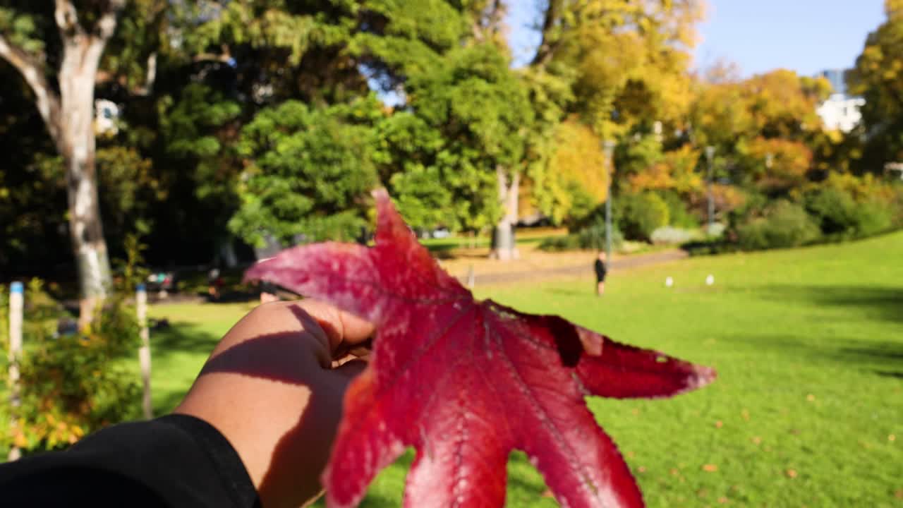 공원 에서 빨간 메이플 잎 을 들고 있는 손