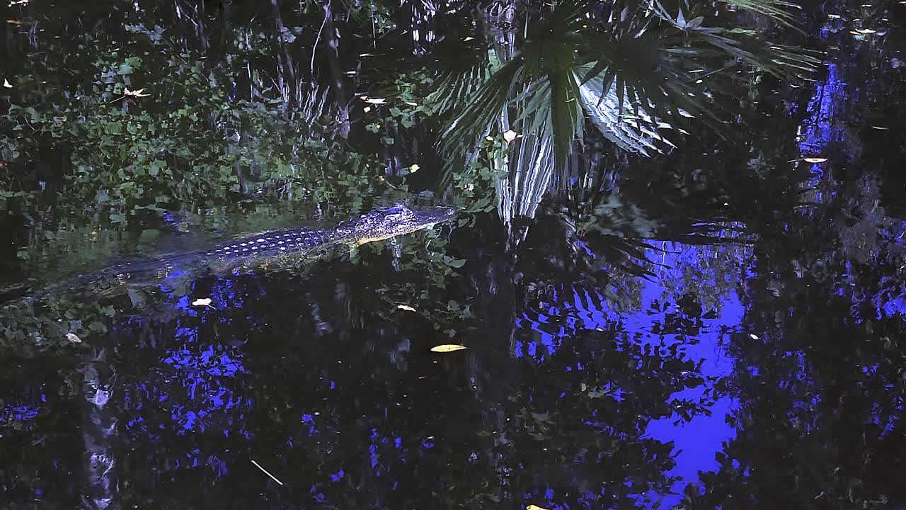 Louisiana bayou with aligator hanging out in weeds near New Orleans Lousiana