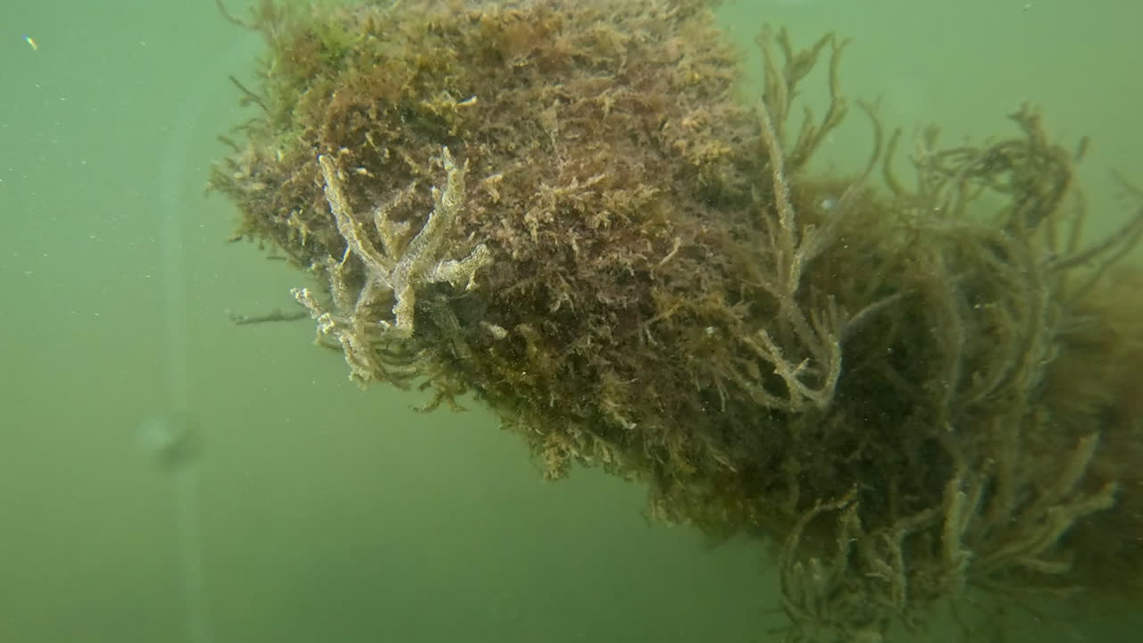 Seaweed grows on submerged branch in Sinepuxent Bay, Assateague Island, Maryland