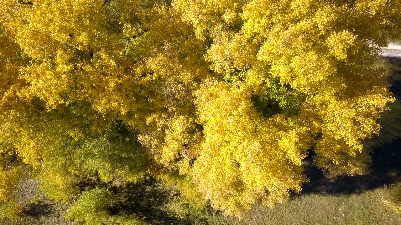 4k 에어리얼, 필드 위의 노란색 나무 왕관 위에서 카메라를 올립니다.