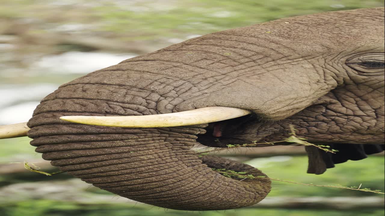 African Elephant Eating Close Up in Africa, Vertical Animal Video for Social Media, Instagram Reels and Tiktok of Elephants Feeding in Tanzania in Serengeti National Park