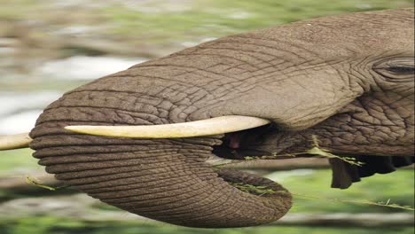 african elephant eating close up in africa, vertical animal video for social media, instagram reels and tiktok of elephants feeding in tanzania in serengeti national park
