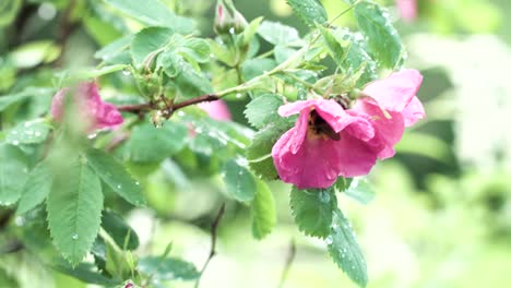 pink wild rose with dew drops