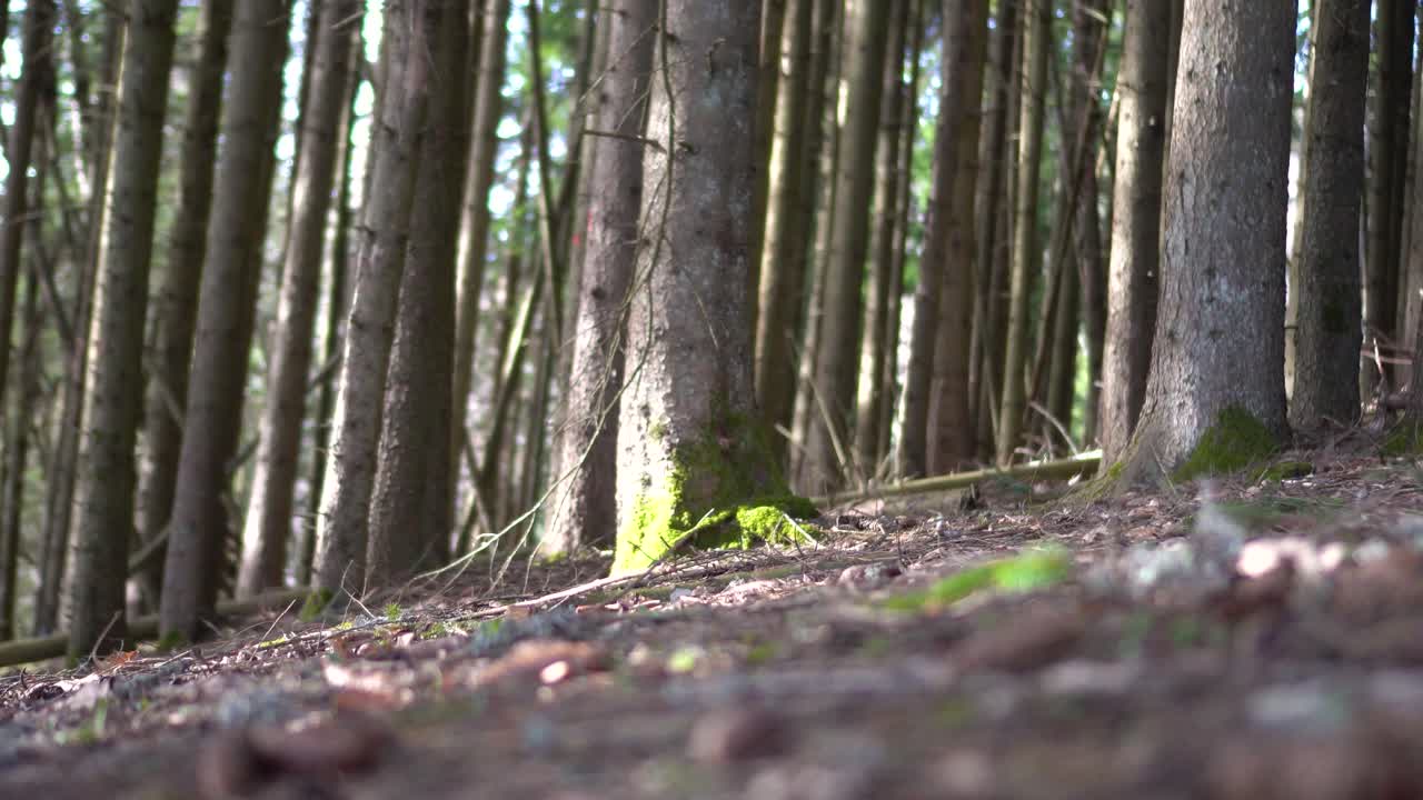 Sliding Motion of Forest Floor and Pine Tree Trunks