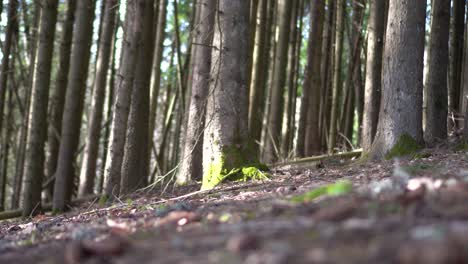 Gleitbewegung-Von-Waldboden-Und-Kiefernstämmen