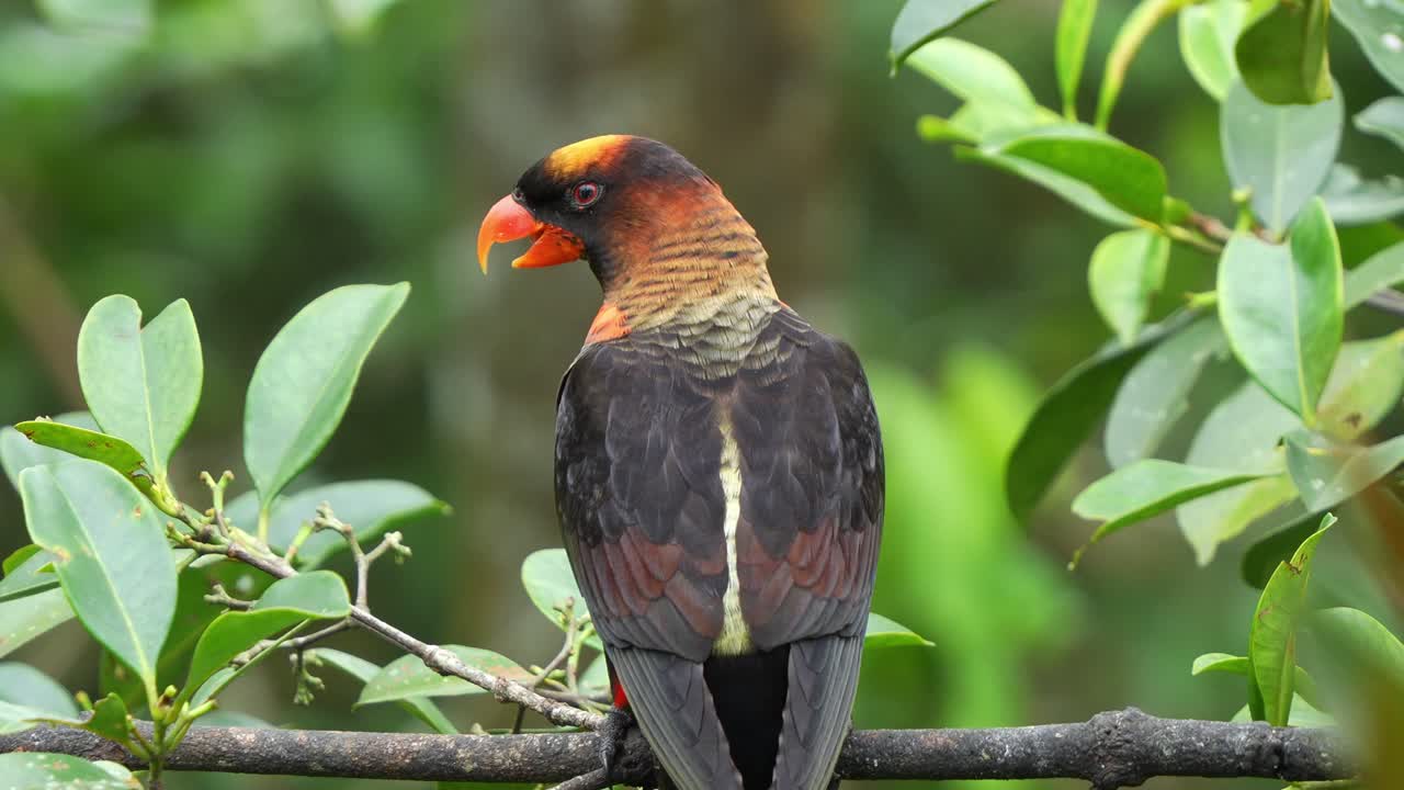 lory oscuro, pseudeos fuscata encaramado en la rama de un árbol en su hábitat natural, llamando para atraer la atención, extiende sus alas y vuela lejos, toma de cerca de una hermosa especie de pájaro loro