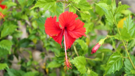 hibiscus are native to warm temperate, subtropical and tropical regions throughout the world. filmed on the beautiful island of raiatea, society islands, french polynesia.