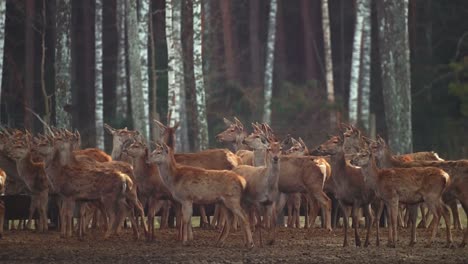 large herd of deer look far to side, behind are trees