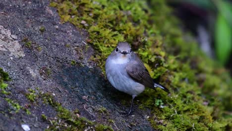 taiga flycatcher, female,