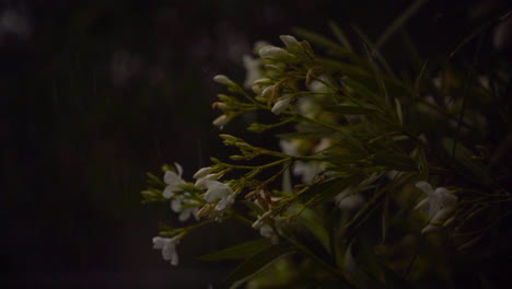 storm outside - raindrops are falling on the plants