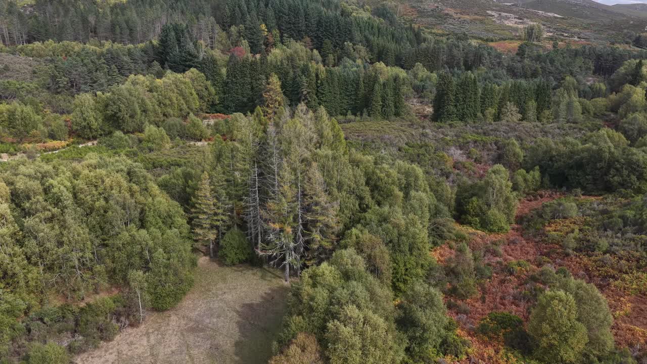 Pasture and forest in a mountain