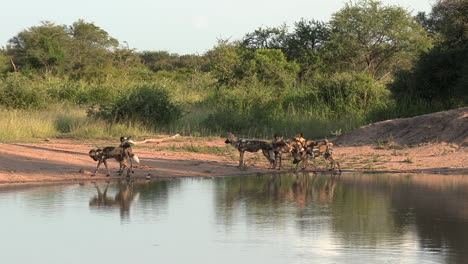 Una-Jauría-De-Perros-Salvajes-Africanos-Y-Sus-Reflejos-En-Un-Abrevadero-En-Sudáfrica