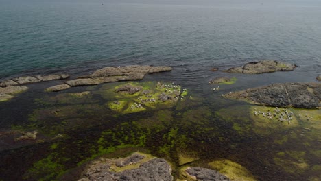 Drone-long,-wide-shot-over-seagulls-on-sea-cliffs