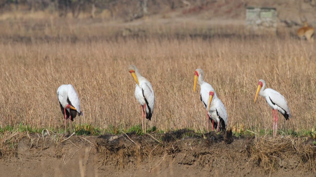 las cigüeñas de pico amarillo están arreglando sus plumas juntas - de cerca