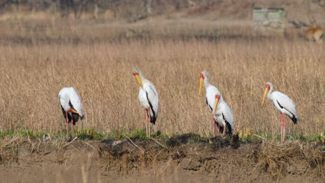 yellow-billed storks are grooming their feathers together - close up