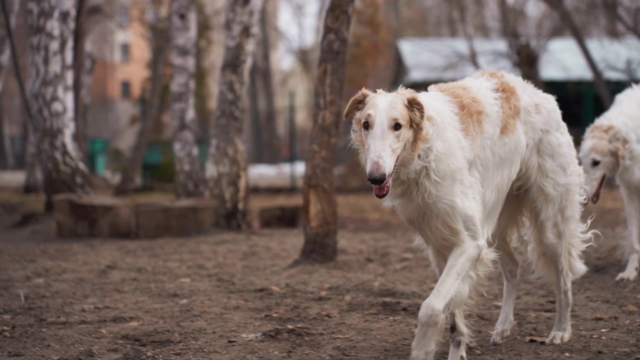Cani bianchi con pelo lungo interagiscono e si muovono insieme in un'area esterna recintata, mostrando un comportamento naturale. L'ambientazione include alberi spogli, una capanna di legno, terreno sterrato e un'illuminazione nuvolosa che crea un'atmosfera calma.
