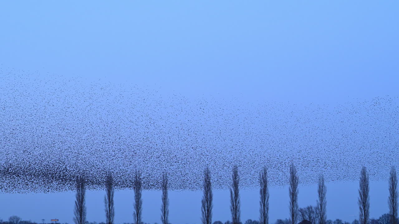 Stormo di storni in cui migliaia di uccelli si esibiscono in evoluzioni aeree sincronizzate e coreografate, formando vaste forme dinamiche simili a nuvole nel cielo al tramonto