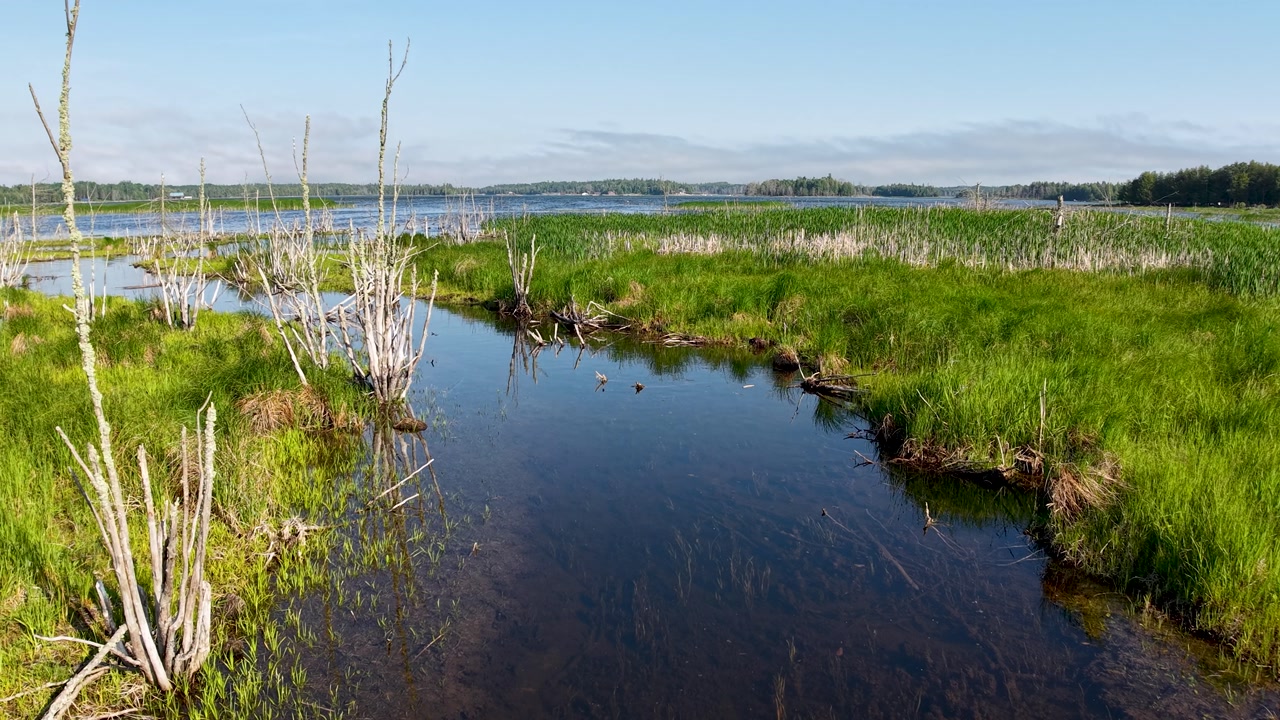 Aerial drone view of a reflective wetland pond bordered by tall grasses and sparse trees in Michigan wilderness.
