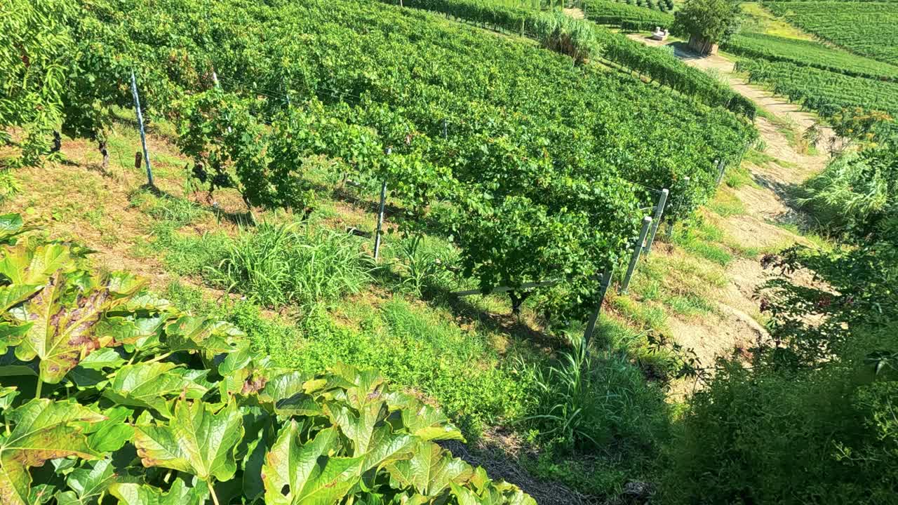 울창 한 포도원 들 이 울불 한 언덕 들 을 가로질러 어 있다