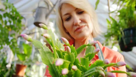 mature woman checking pot plant