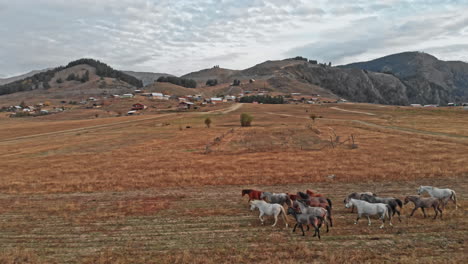 beautiful wild horses in caucasus mountains meadow