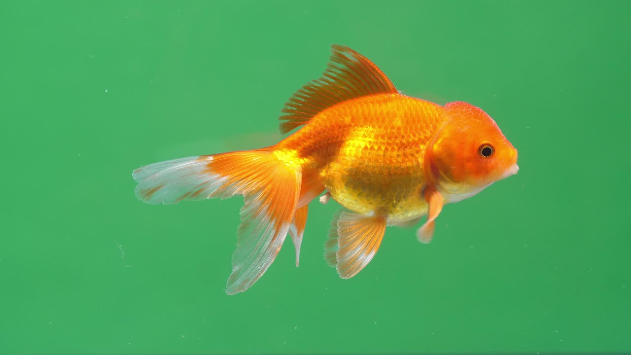 Gold Fish On Green Screen Background
