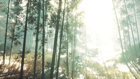 sunshine-in-the-morning-mist-bamboo-forest