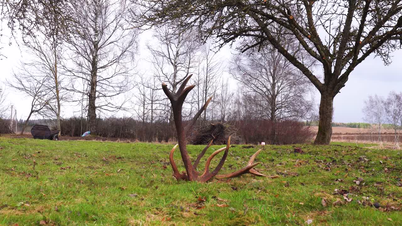 Set of large deer antlers lay on green grass field, Latvian countryside