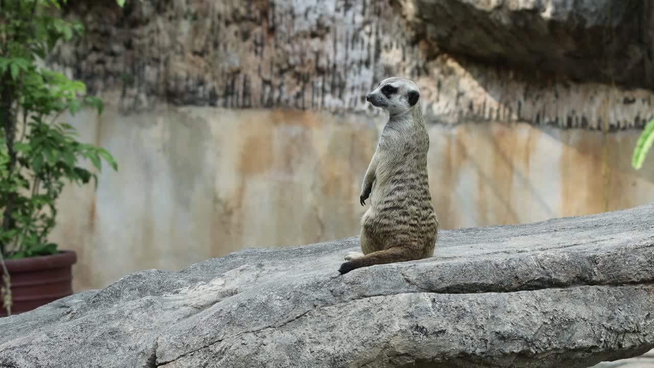 Suricato in piedi e vigile su una pietra nel suo habitat naturale con sfondo roccioso