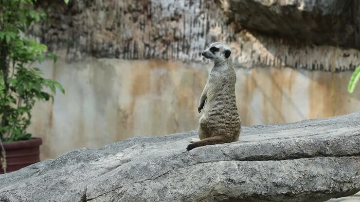 Suricato in piedi e vigile su una pietra nel suo habitat naturale con sfondo roccioso